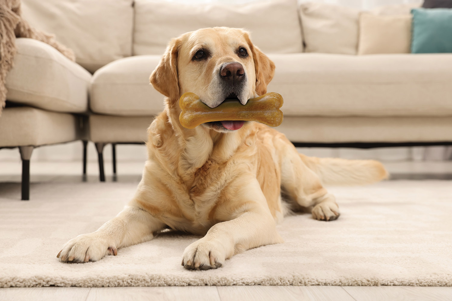 Chews for Dogs: A Tasty and Effective Solution for Pet Health